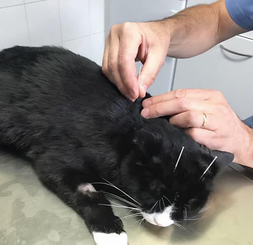 L’Acupuncture : Un Soutien Précieux dans le Traitement de l’Insuffisance Rénale chez les Chats